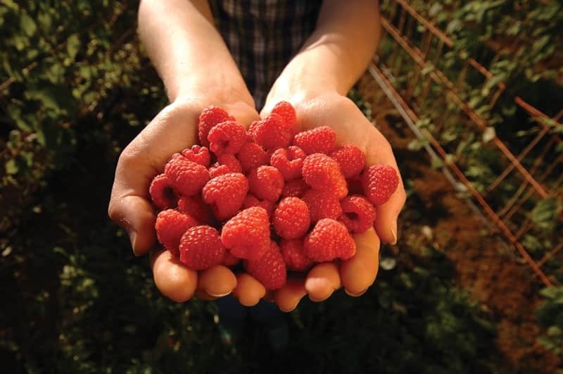pequenos frutos